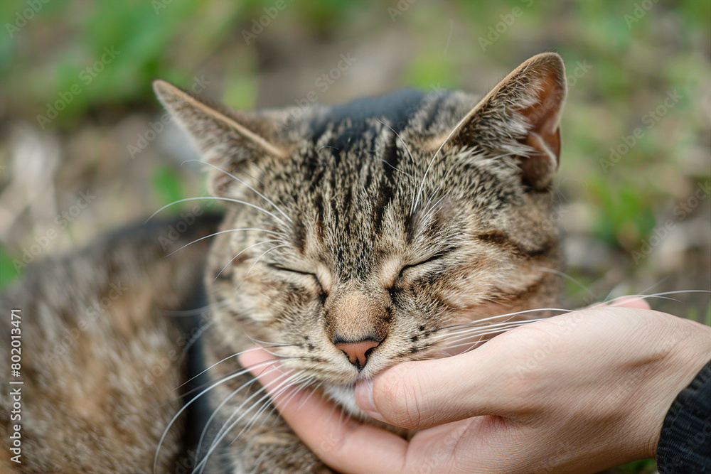 Close up image of person interacting playing with animal made by generative ai concept Close up image of person interacting playing with animal made by generative ai concept