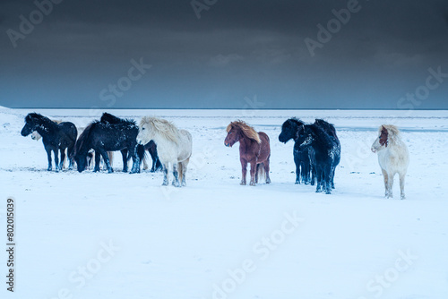 A row of icelandic horses in the winter snow