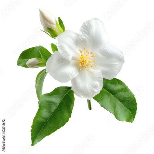 Photo of jasmine flower isolated in transparent background