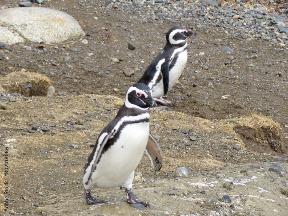 Obraz premium penguin on the beach