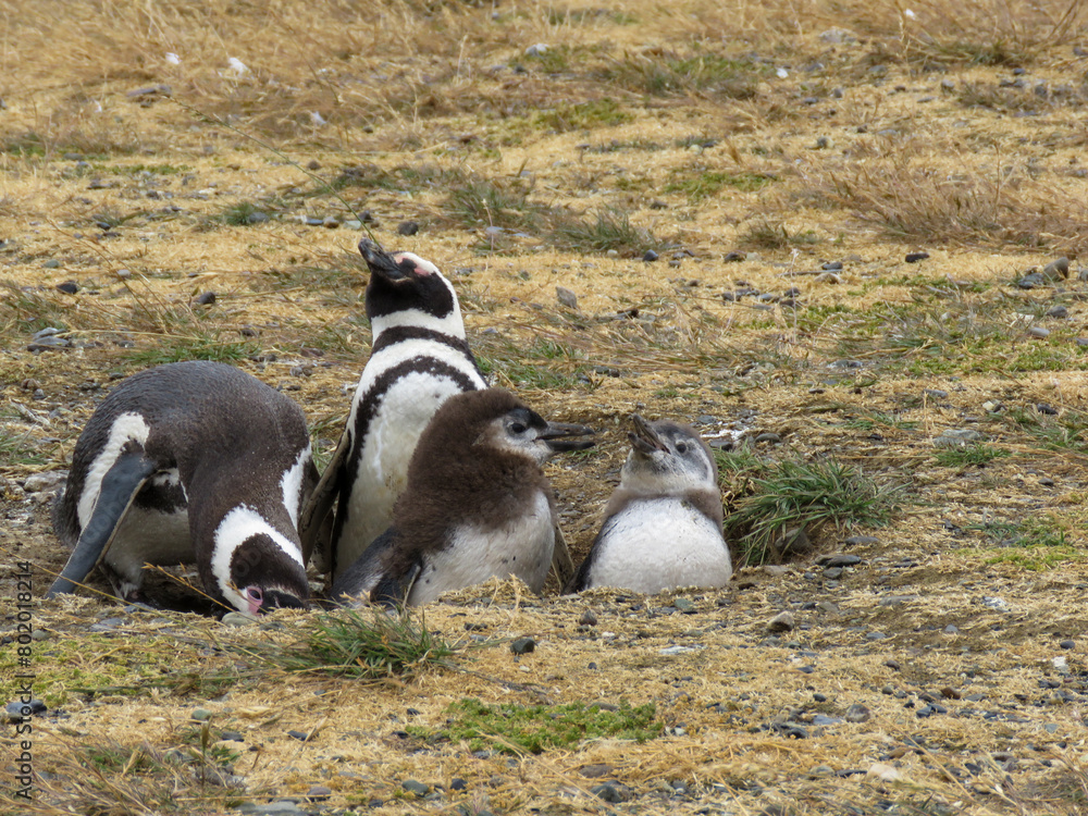 Fototapeta premium penguin