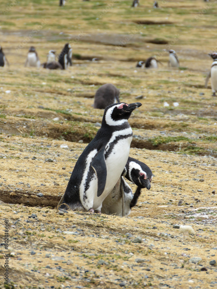 Obraz premium penguin on the beach