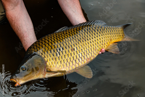 Carpfishing session at the Lake.Large carp fish being released back into the lake water after being caught.Fishing adventures.Catch and release sport fish