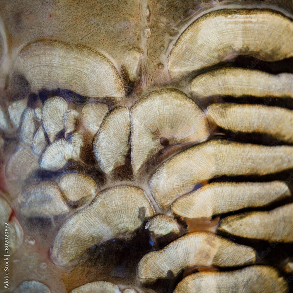 Scales on carp fish as abstract background.Fishing adventures, carp fishing.Gold background - fish scales.Texture.Whole background closeup Scales on carp fish as abstract background.Fishing adventures, carp fishing.Gold background - fish scales.Texture.Whole background closeup