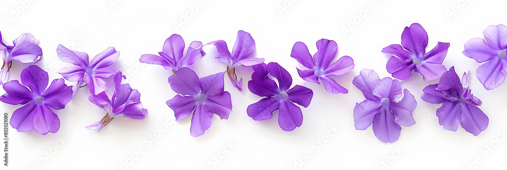 establishing shot captures the elegance of a bunch of violet jasmine flowers against a pristine white background, isolated, ideal for a banner that exudes purity and grace, Banner