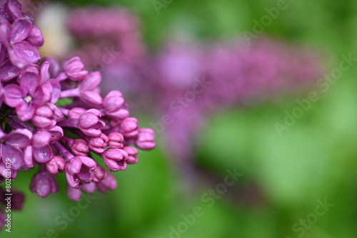 lilac flowers as a background, pink lilac branches as a background 