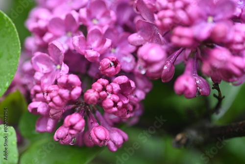 lilac flowers as a background, pink lilac branches as a background 