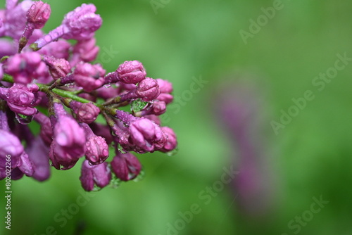 lilac flowers as a background, pink lilac branches as a background 