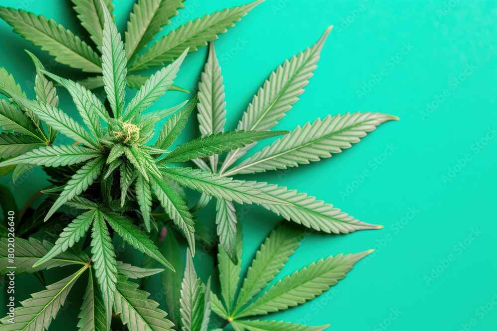 Marijuana Leaves, Cannabis Plant, Buds, Generative AI Marijuana Leaves, Cannabis Plant, Buds, Generative AI