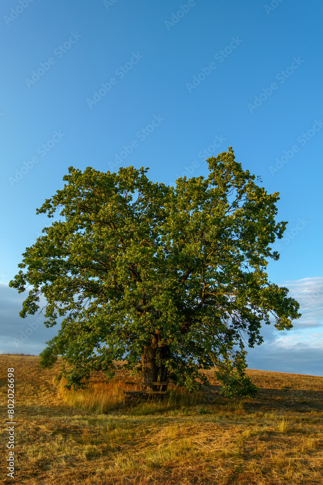 einzeln in der Landschaft stehender Baum, Ruhe und Erholung einzeln in der Landschaft stehender Baum, Ruhe und Erholung