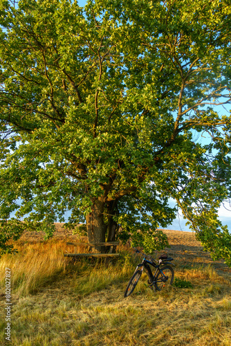 einzeln in der Landschaft stehender Baum, Ruhe und Erholung