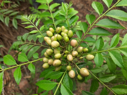 Curry tree fruits. It's other names Murraya koenigii and Bergera koenigii. This is also called sweet neem. Its leaves used in making masala dosa, curry, upma and sambar. photo