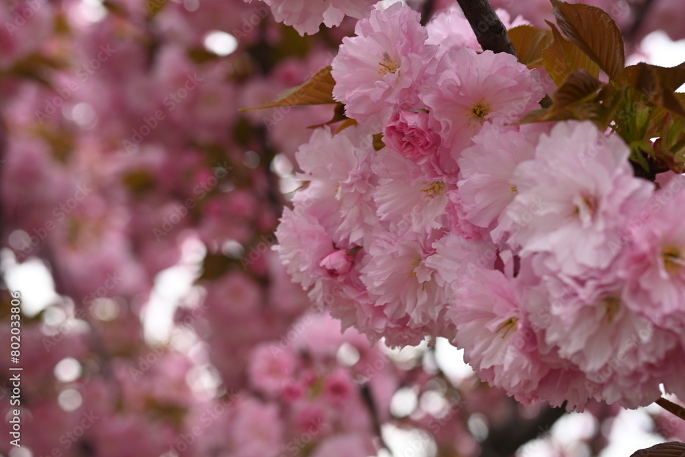 pink sakura blossoms as a background, close-up of Japanese cherry tree branches pink sakura blossoms as a background, close-up of Japanese cherry tree branches