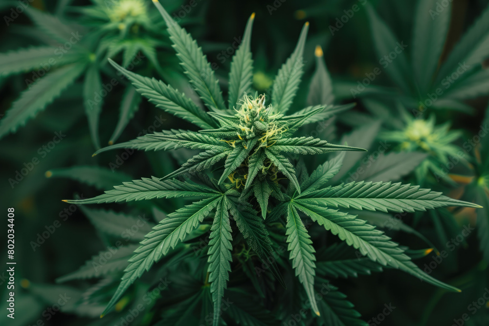 Marijuana Leaves, Cannabis Plant, Buds, Generative AI Marijuana Leaves, Cannabis Plant, Buds, Generative AI