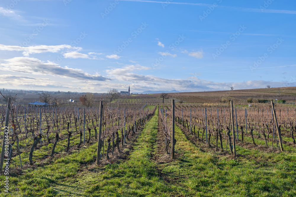Alsace, December: view of Vineyards at Chateau de Kaysersberg