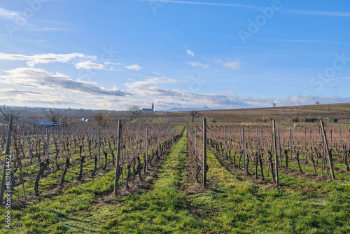 Alsace  December  view of Vineyards at Chateau de Kaysersberg