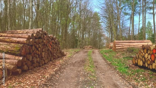 Log trunks pile, the logging timber wood