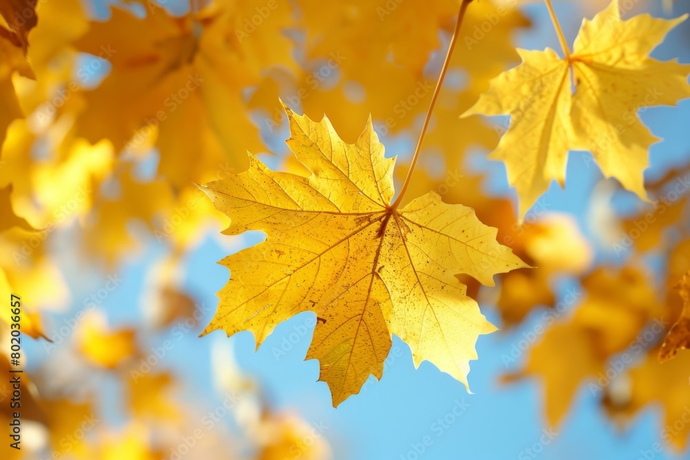 A tree with yellow leaves is in the foreground and the sky is blue A tree with yellow leaves is in the foreground and the sky is blue