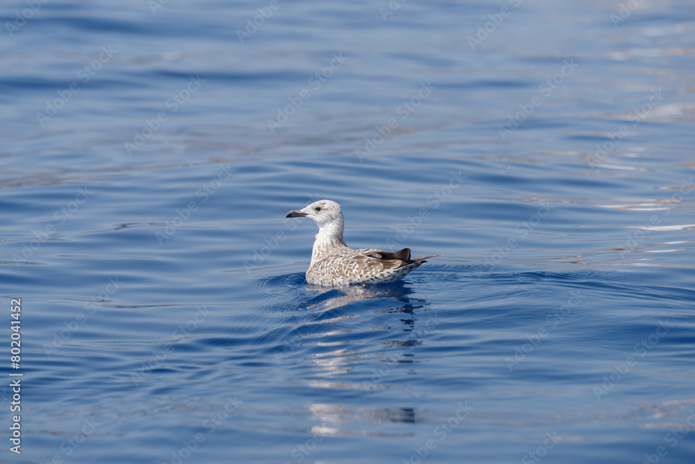 Juvenile Yellow legged sea gull floats on the sea surface Juvenile Yellow legged sea gull floats on the sea surface