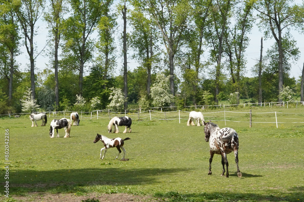 Fototapeta premium Outdoor paddock for horses. We see both adults and foals of different colors.