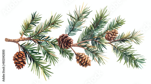 Fir branch with beautiful pine cones on white background