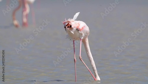 Ein Flamingo in einem großen See beim Futter suchen