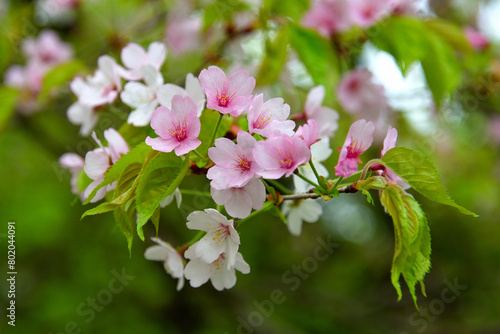 白い花とピンクの花が混在しているヤマザクラ