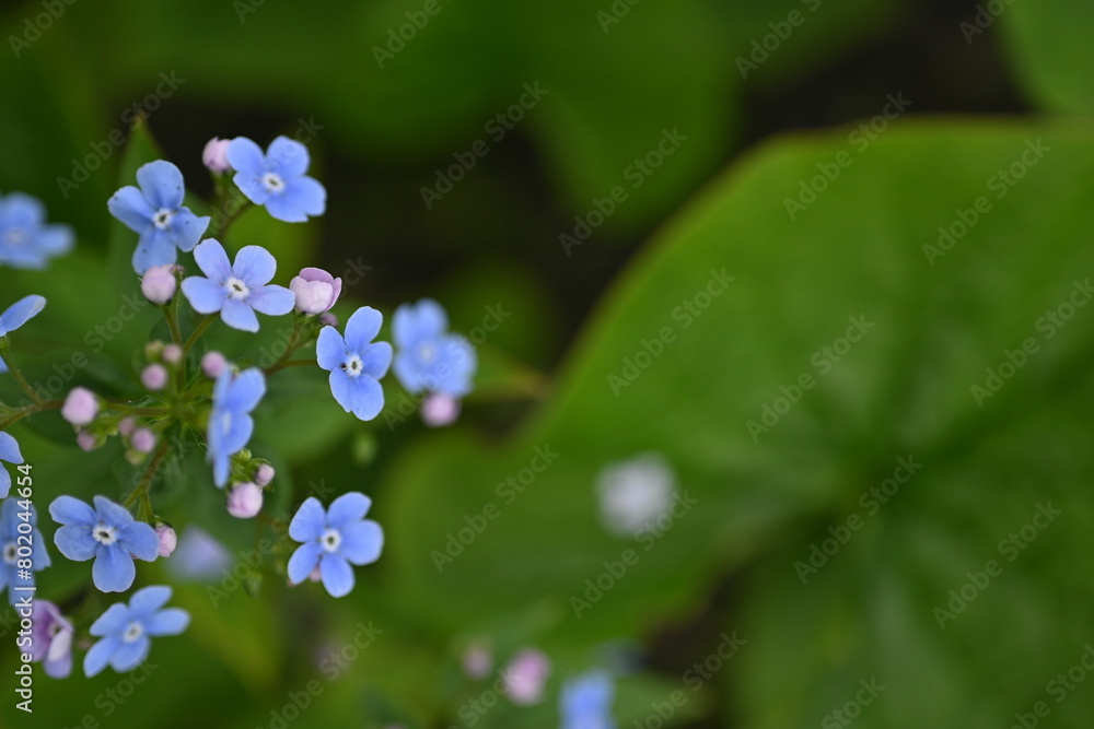 blue forget-me-not flowers as a background, sky color flowers on a green background, evening summer evening, close-up flowers on a blurred background, natural development, photo for inspiration blue forget-me-not flowers as a background, sky color flowers on a green background, evening summer evening, close-up flowers on a blurred background, natural development, photo for inspiration