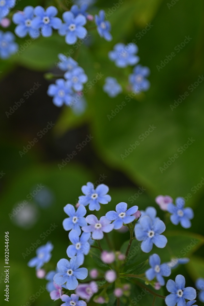 blue forget-me-not flowers as a background, sky color flowers on a green background, evening summer evening, close-up flowers on a blurred background, natural development, photo for inspiration blue forget-me-not flowers as a background, sky color flowers on a green background, evening summer evening, close-up flowers on a blurred background, natural development, photo for inspiration