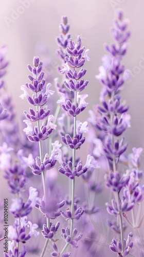A close-up view of a bunch of lavender flowers with a dusky lavender background