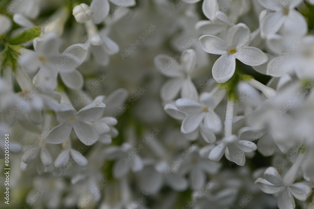 white lilac flower texture as a background
white lilac flower texture as a background