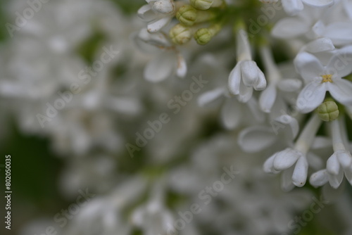 white lilac flower texture as a background 