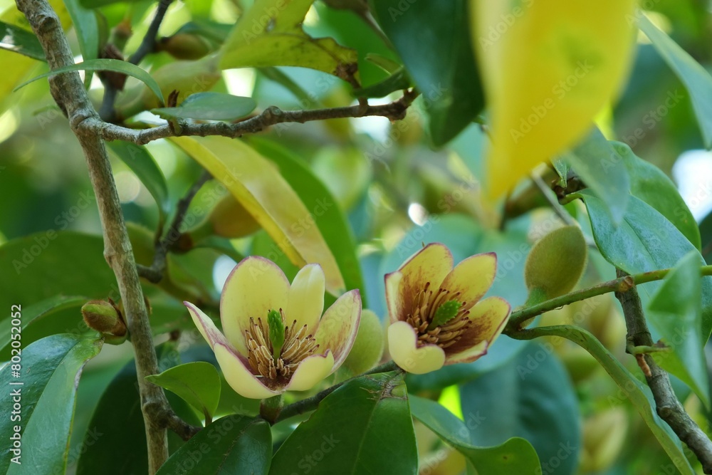 Obraz premium カラタネオガタマの花と蕾