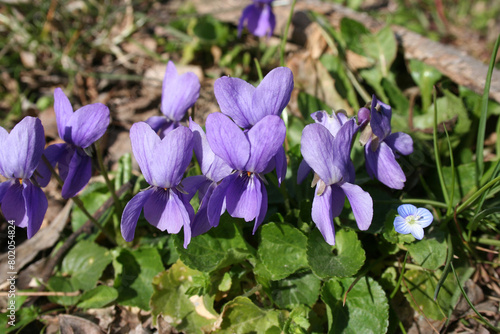 la violette du printemps