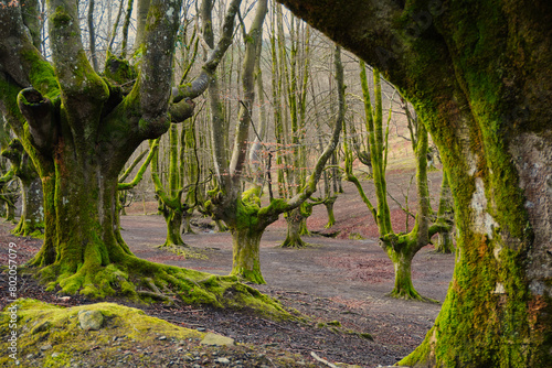 Otzarreta beech forest. Gorbeia Natural Park. Zeanuri, Bizkaia, Euskadi. Spain. A magical place. The beech tree has its branches shaped by the charcoal burners of the region. photo