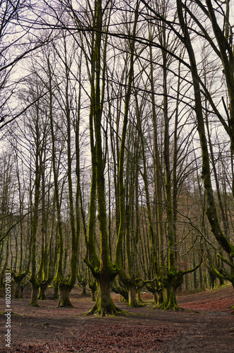 Otzarreta beech forest. Gorbeia Natural Park. Zeanuri, Bizkaia, Euskadi. Spain. A magical place. The beech tree has its branches shaped by the charcoal burners of the region.