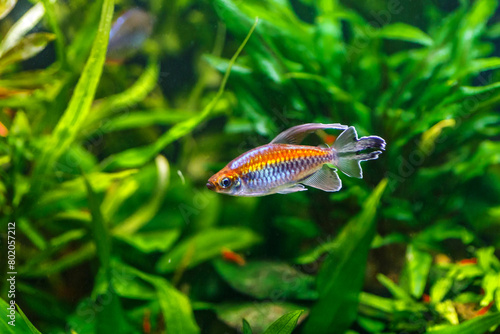 A green beautiful planted tropical freshwater aquarium with fishes.A Congo tetra, Phenacogrammus interruptus, with water plants.