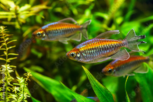 A green beautiful planted tropical freshwater aquarium with fishes.A Congo tetra, Phenacogrammus interruptus, with water plants.