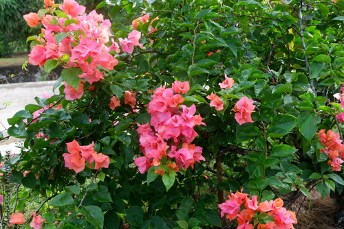 photography of paper flowers or those with the lattin name bougainvillea with a natural background