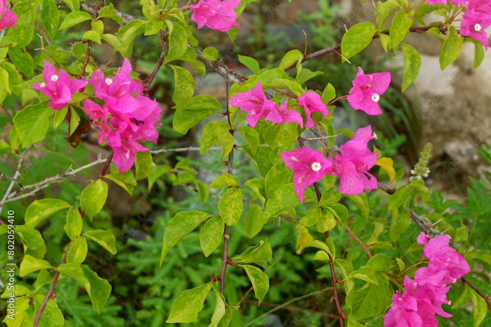 photography of paper flowers or those with the lattin name bougainvillea with a natural background photography of paper flowers or those with the lattin name bougainvillea with a natural background
