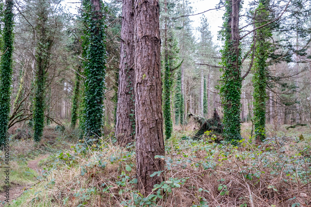 The forest at Murvagh in County Donegal, Ireland The forest at Murvagh in County Donegal, Ireland