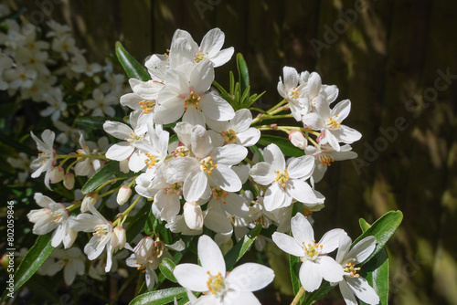 white blossom in the spring sunshine. spring flowers in park © Paul Cartwright