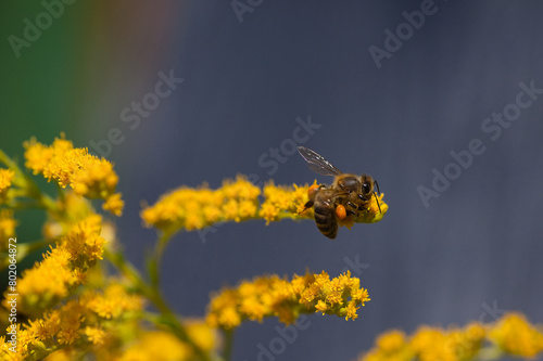Westliche Honigbiene (Apis mellifera)