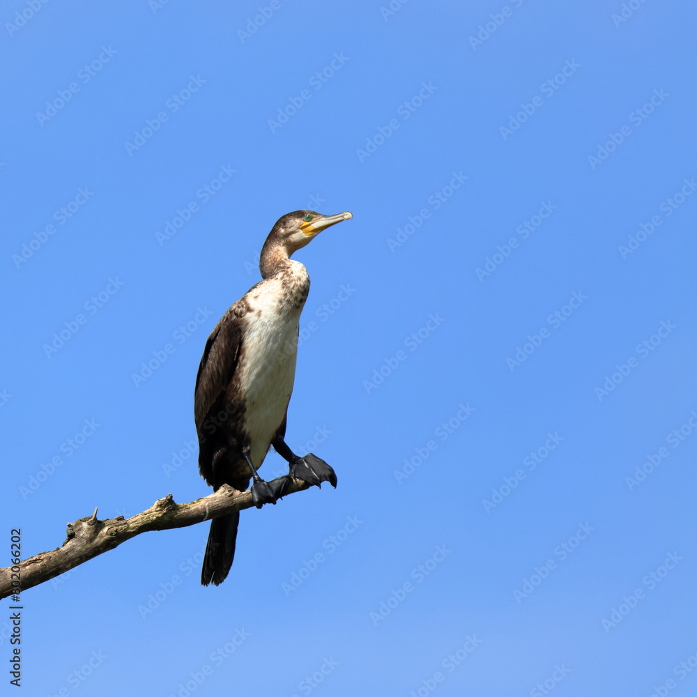 Obraz premium in cima