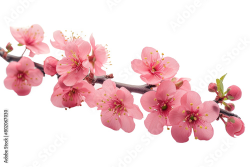 Beautiful branch flowers isolated on transparent background With clipping path. cut out.  3d  render