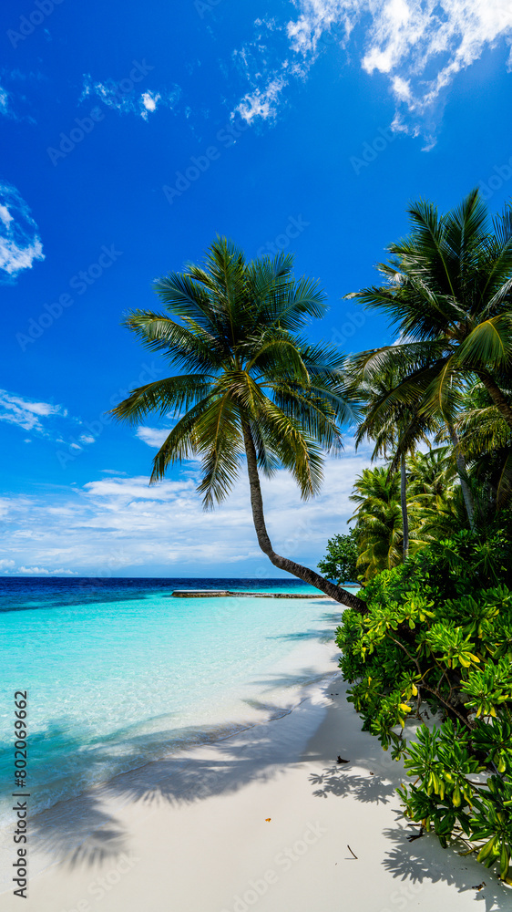 palm tree on Maldive beach - white sand - blue sky and sea - slights clouds - portrait view