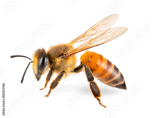 Biene isoliert auf weißen Hintergrund, Freisteller 