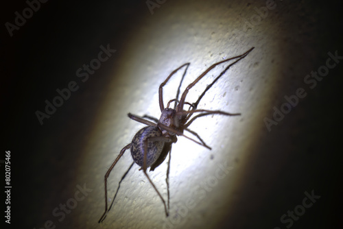 Eine etwas größere Spinne photo