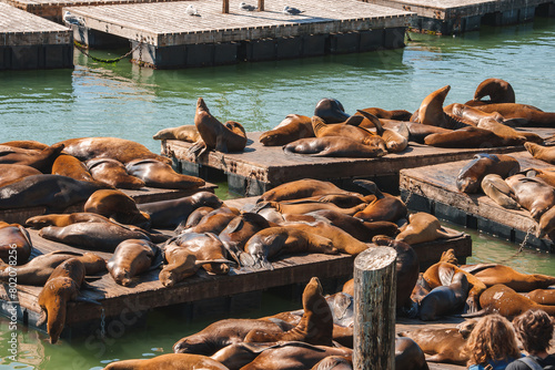 Sea lions sunbathing on clustered wooden platforms in the tranquil greenish blue water near a pier structure at Pier 39, San Francisco. A peaceful scene. © Aerial Film Studio