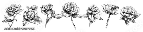 Rose floral botanical flowers. Wild spring leaf wildflower isolated. Black and white engraved ink art. Isolated rose illustration element on white background. photo